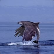 ScoutCounterAtt