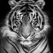 whitetiger
