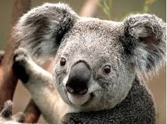 Sn3aky_Koala