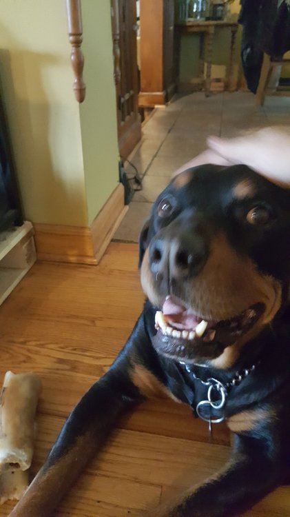 20170812_133822.thumb.jpg.a1ca5e4a114f9724624f951d741992cf.jpg