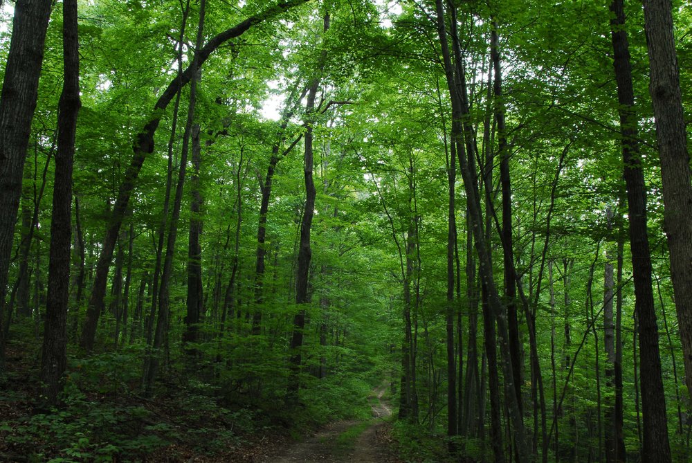 5aa4bcdfe2df3_Forest20trail.thumb.jpg.cc1ce107d397bef896969e78cb7b5403.jpg