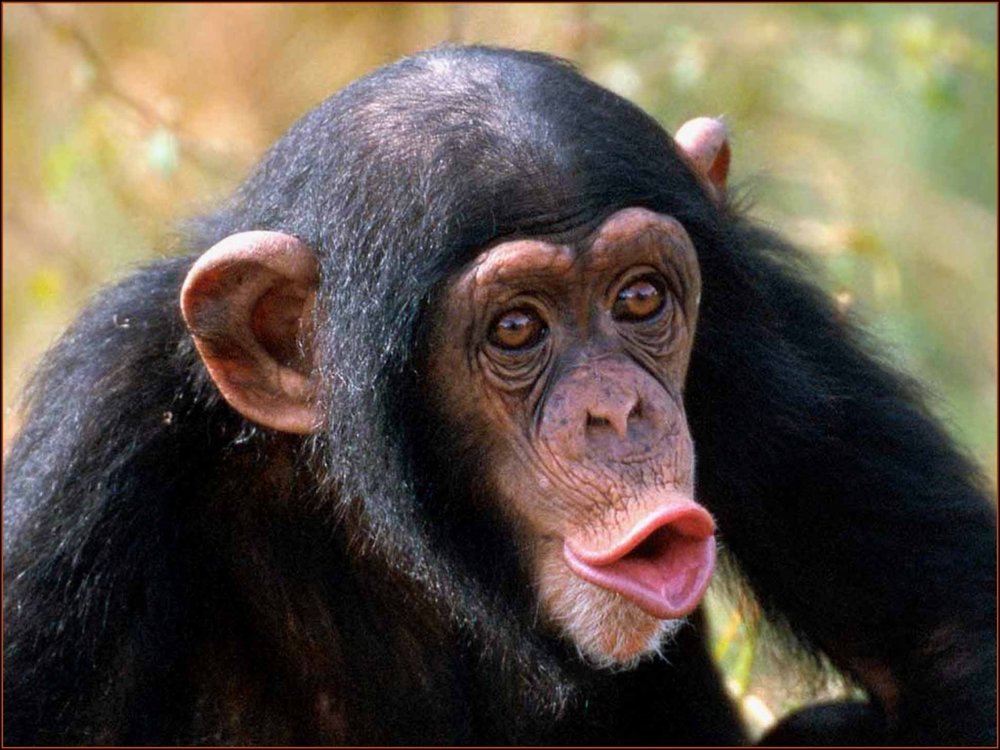 687-animals_monkey_crazy_monkey_wallpaper.thumb.jpg.0836d9b9c7c16266f59bf7080409ee8b.jpg