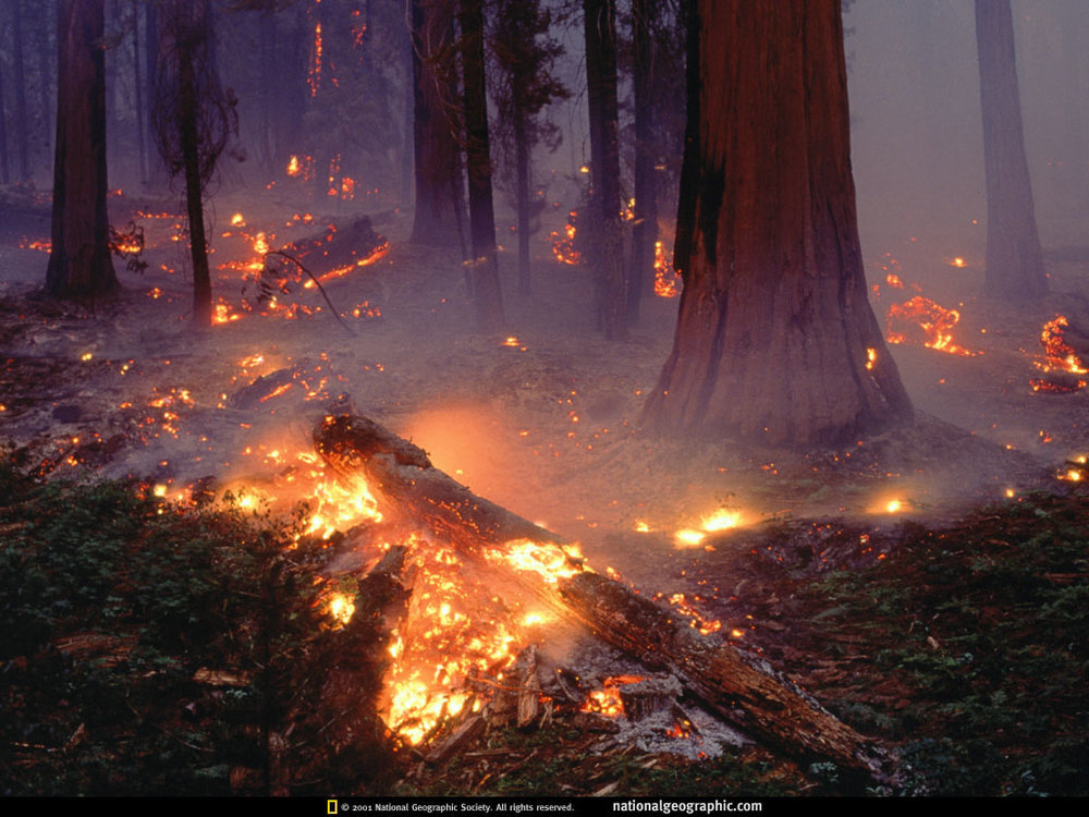Forestisfat.thumb.jpeg.3459e0cd953bd42e83d0f64abe630802.jpeg