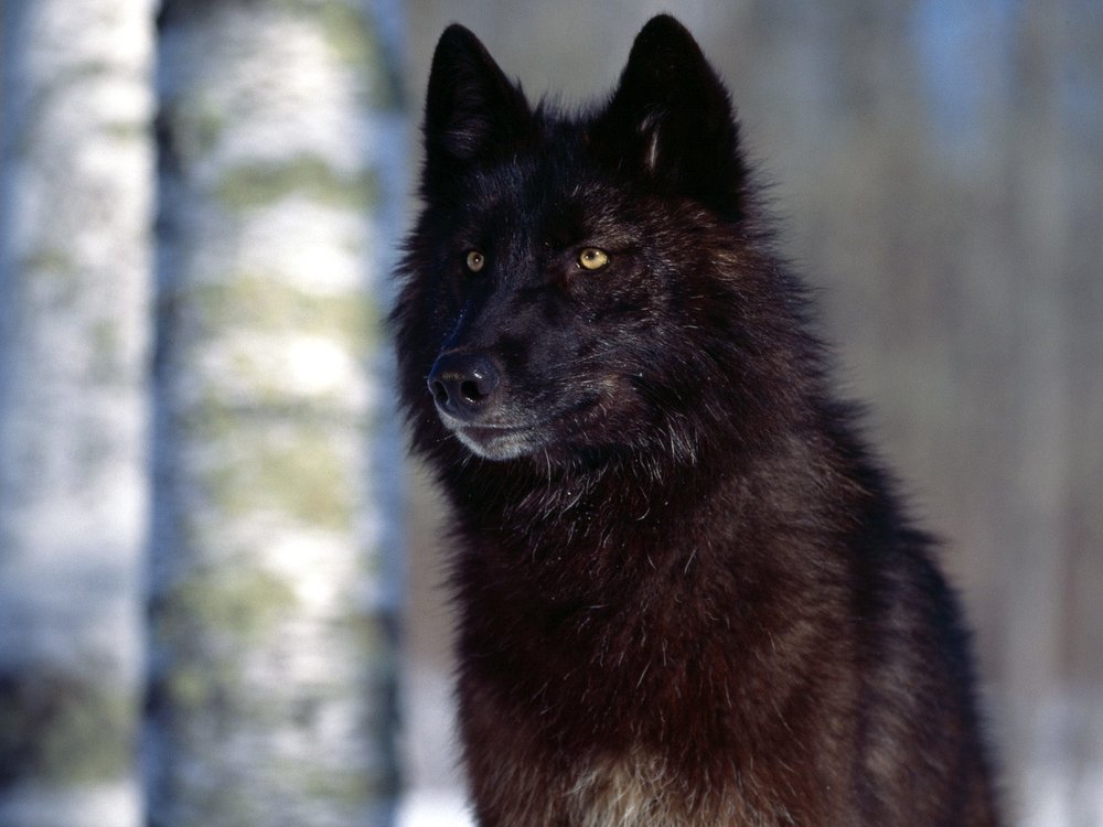 Predatory-Eyes-Black-Wolf.thumb.jpg.c95d23052c29dbbb0244a456e2375446.jpg