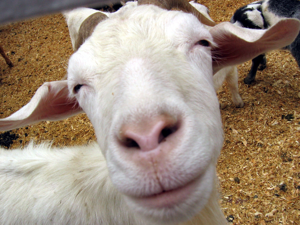 Smiling_Goat_by_serpentesse.thumb.jpg.81aa44cb77101e92e10930c092fc2150.jpg