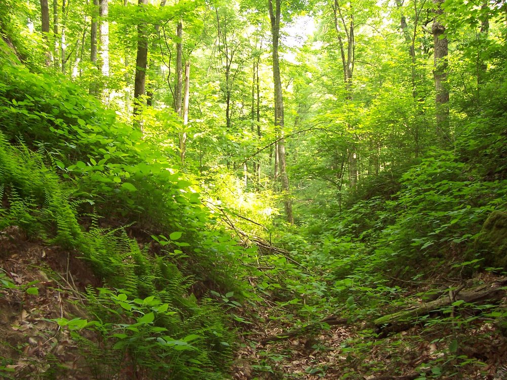 TygartsStateForest.thumb.jpg.d99970b9ce4216122f313aca8149fd44.jpg