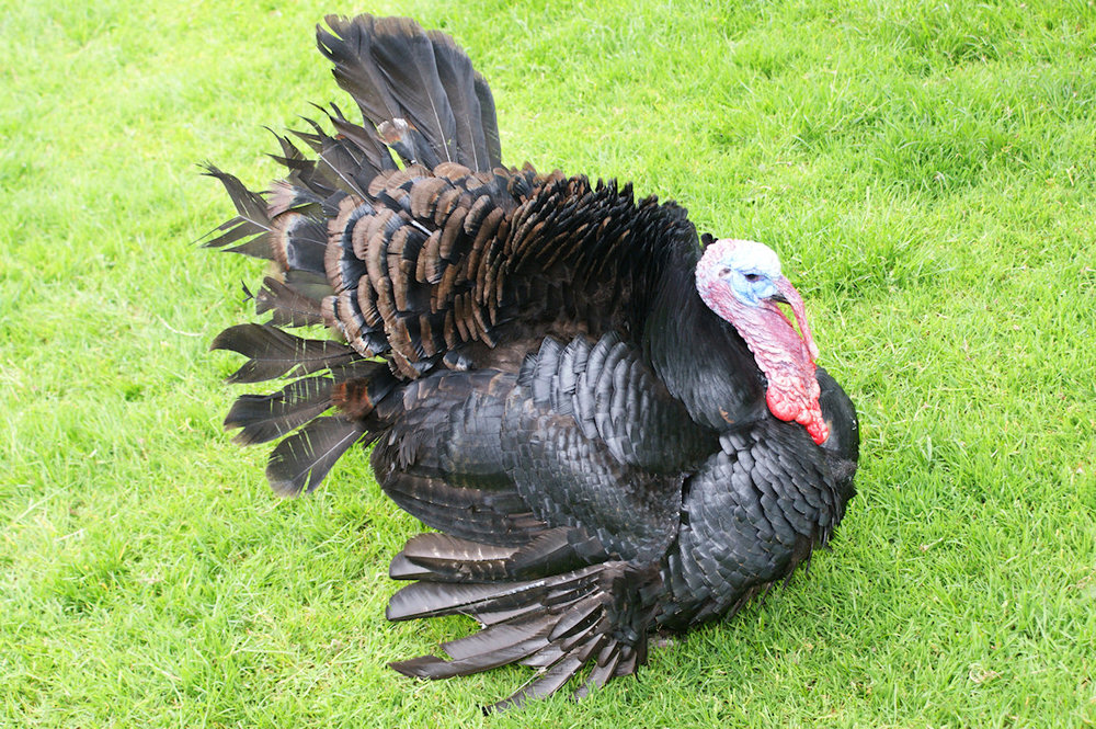 a4_bp.blogspot.com__sLeg8kXo4Rw_UB0aYXRCfgI_AAAAAAAABFw_5Z09PWKhliQ_s1600_Turkey_1.thumb.jpg.00d2c78d8a9f9b20fae4947ceb61f210.jpg