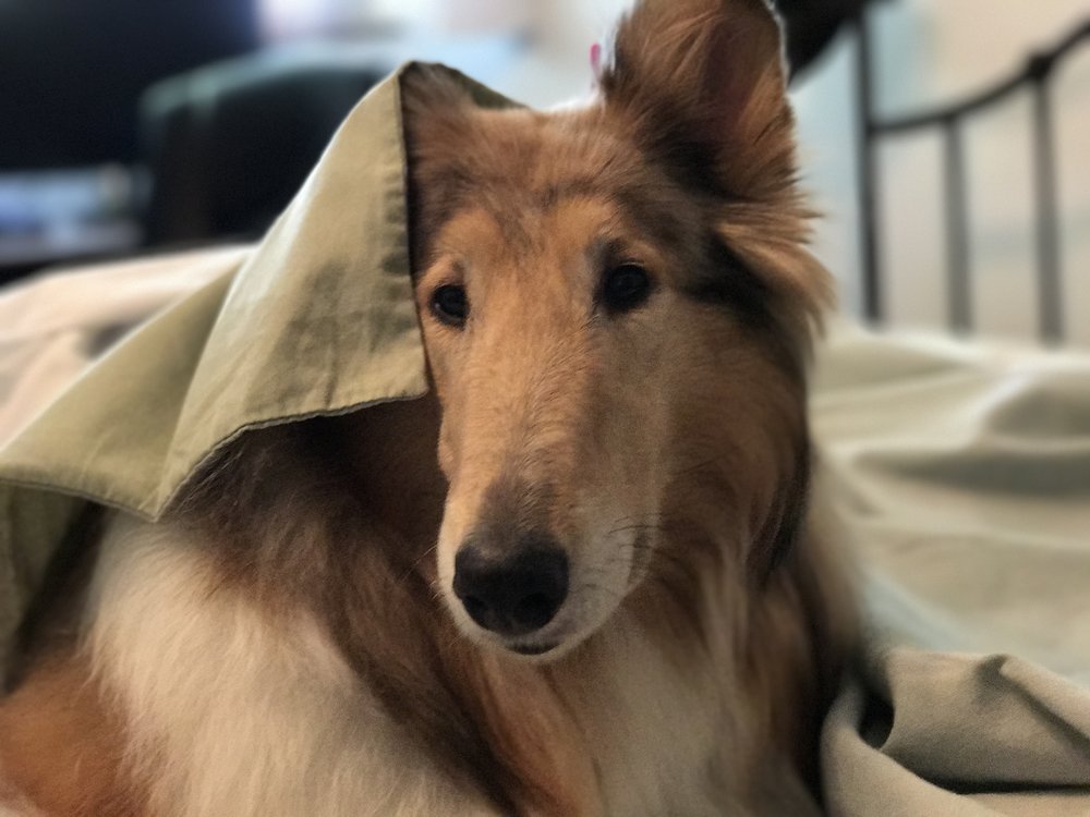 aimages.discordapp.net_attachments_323561908185595904_324275592616869898_image.thumb.jpg.e2575c8f6e8773b15ce141100bd055d8.jpg