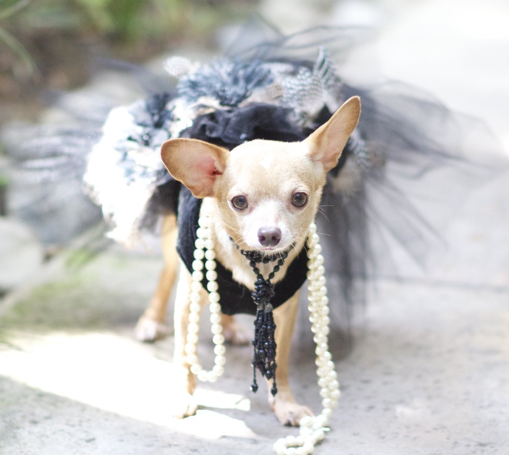 alola_dog.com_wp_content_uploads_2013_07_bear_gatsby_5.thumb.jpg.5d8472d1f37762190f1fef8f0dc20896.jpg