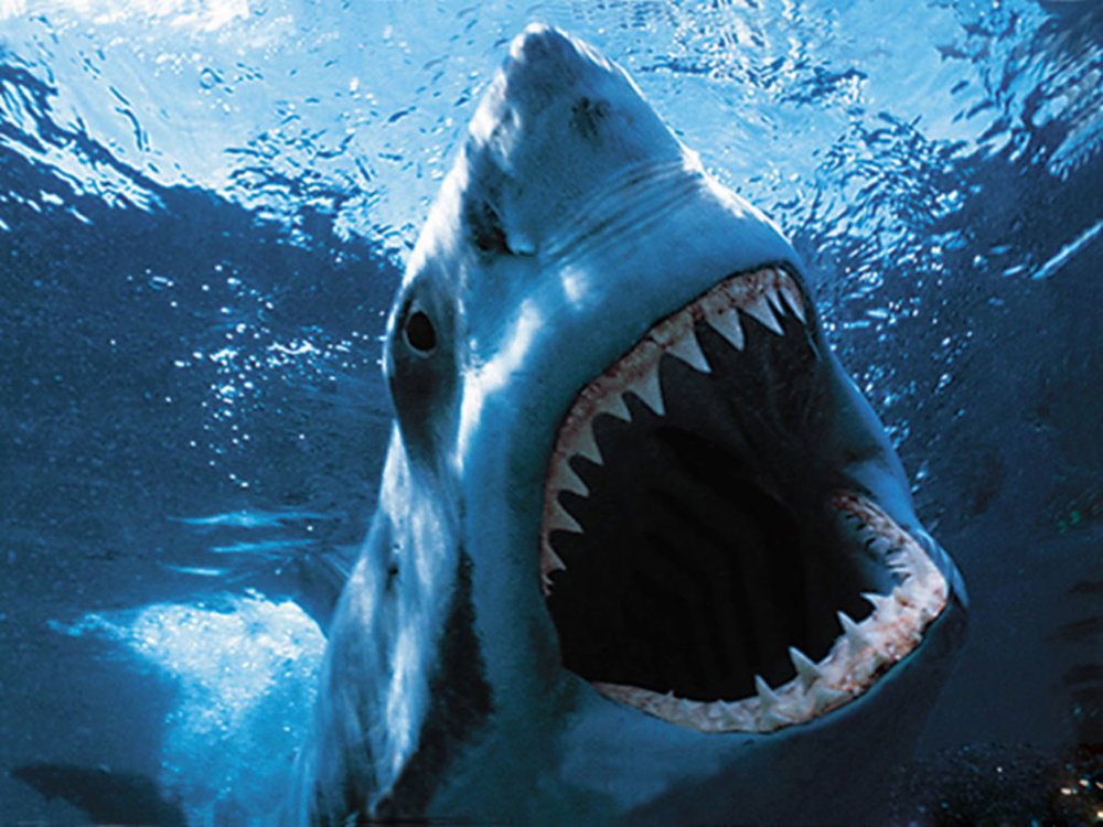 amadbetty.com_wp_content_uploads_2013_08_10658_2_sharks___4.thumb.jpg.74fed5c071b40547299e105dfa722718.jpg