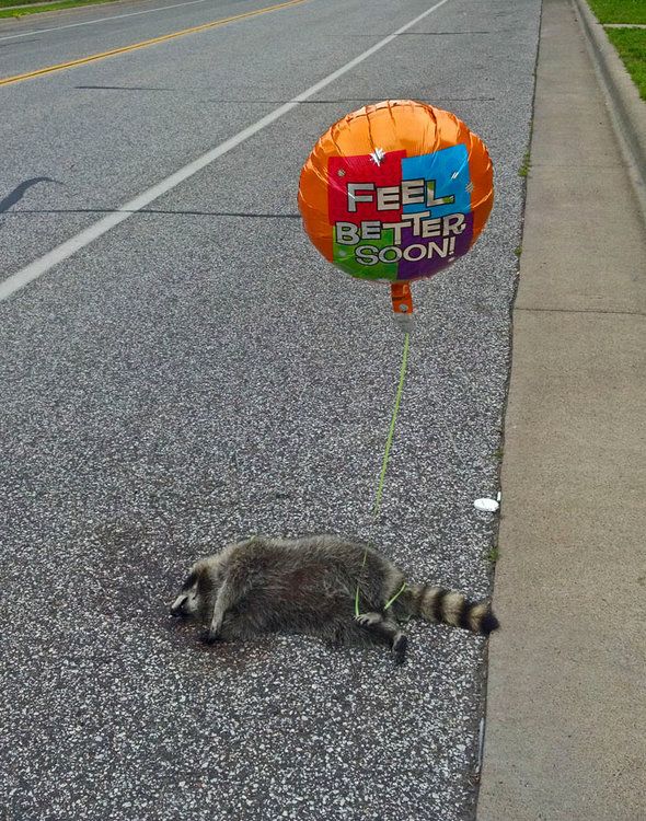 aphilipschwarzphotography.files.wordpress.com_2012_08_dead_raccoon_12_8__1235a.thumb.jpg.aab4d5dcfbff07df59f14417028ce20b.jpg