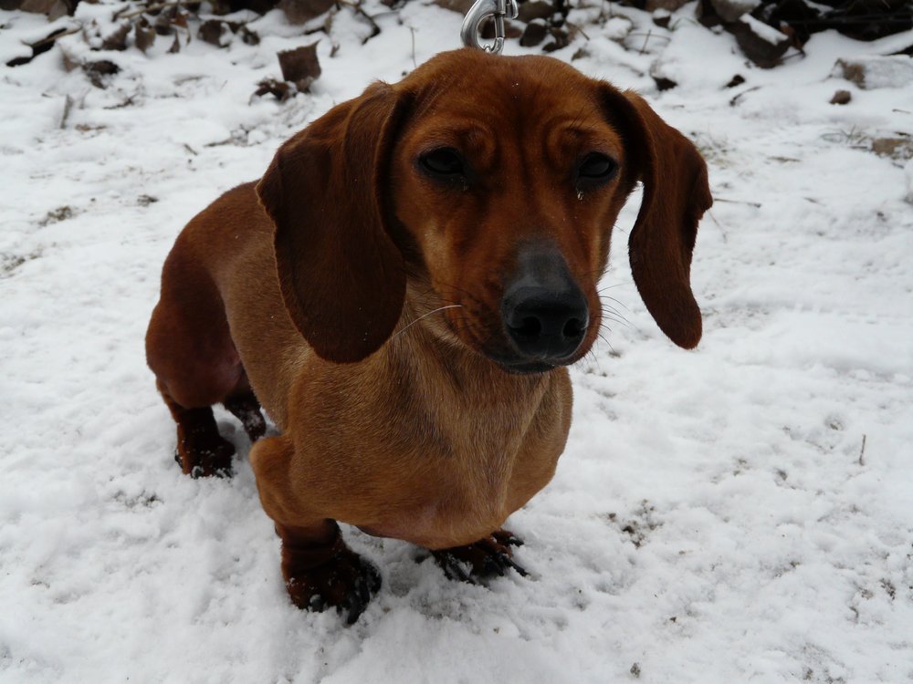 aupload.wikimedia.org_wikipedia_commons_3_3b_Dachshund_Jul_C4_8Da.thumb.jpg.3fec539229a2a5c7d199b97b2338f42e.jpg