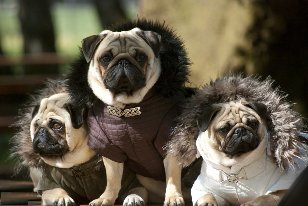 avkontakti.info_wp_content_uploads_2013_06_Funny_small_dogs_in_dresses_1024x685.thumb.jpg.22f0d5e616e79535470c5798737eec8b.jpg