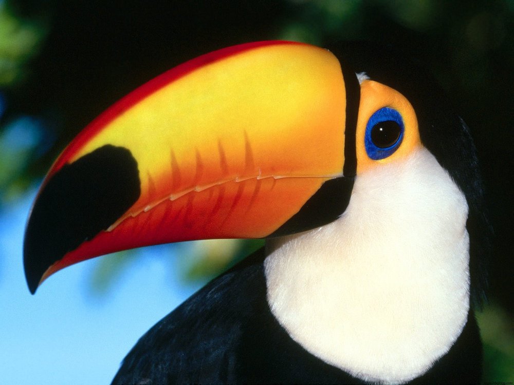 awww.hdwallpapers.in_walls_toco_toucan_normal.thumb.jpg.d8c383d7f030861fc3c74e55dfc1c6dc.jpg