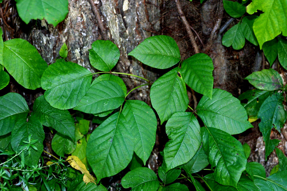 awww_bio.brandeis.edu_fieldbio_medicinal_plants_images_poison_ivy_whole_full.thumb.jpg.0de1b4e8621c27eed2929ead66ad28ef.jpg