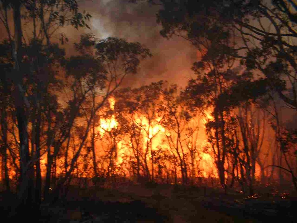 awww_lfpc.org_admin245937_my_documents_my_pictures_33FZ7_fire_forest.thumb.jpg.90c7dd8d9fd45e34edf623f0505ea46d.jpg