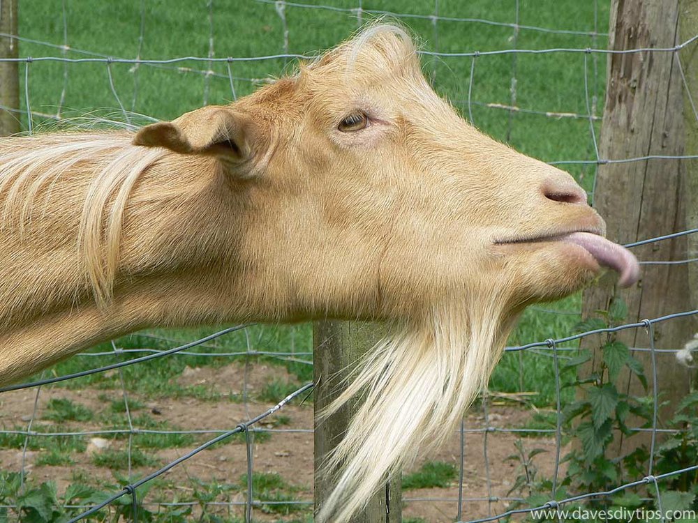 funny-goat_4634_1.thumb.jpg.7d890117642153aff353faa91d5f6285.jpg