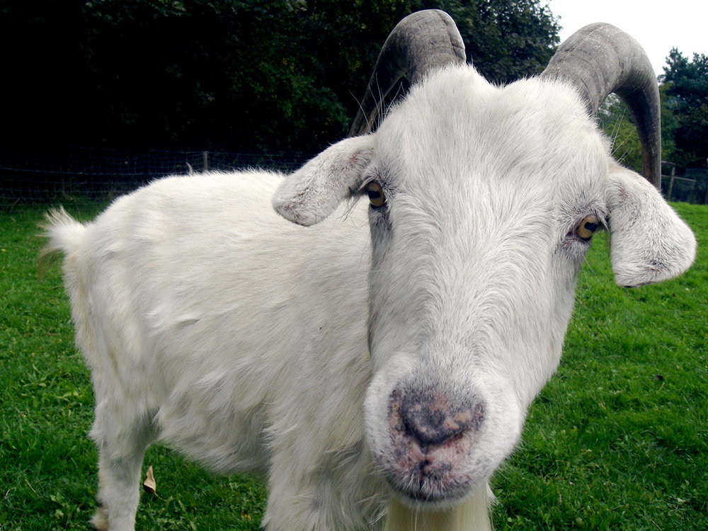 goat.thumb.jpg.4eb29392ba93c1cc8eef6de913ed0746.jpg