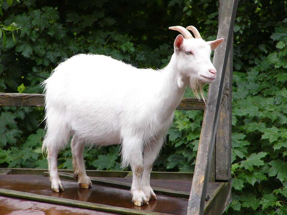 goat.thumb.jpg.d87d1c67393df9f9a3182bd070c44d41.jpg