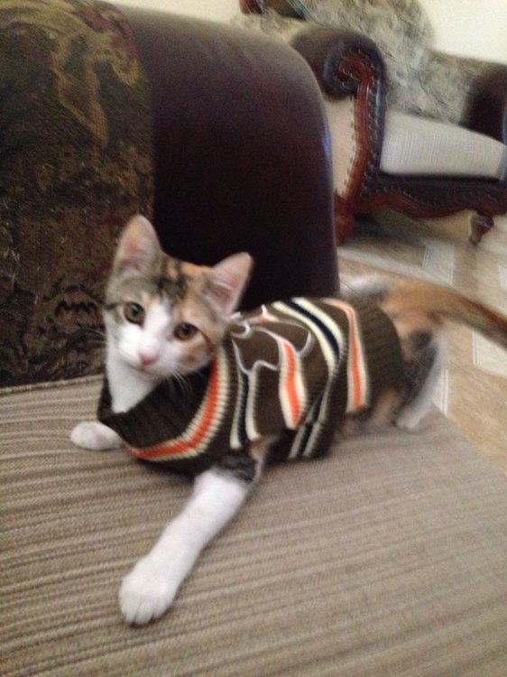 image.thumb.jpg.dd0274a4628723e4c941ab4e28df70c5.jpg