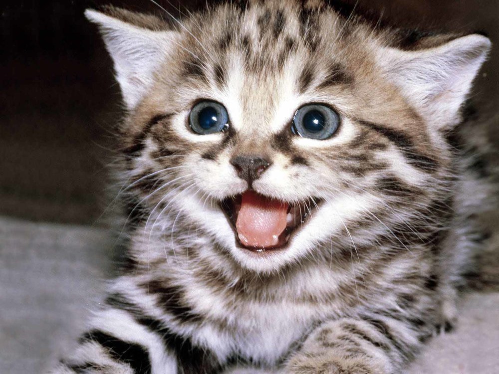 kitten.thumb.jpg.1be58c1825c3be0662df44df172d5aa4.jpg