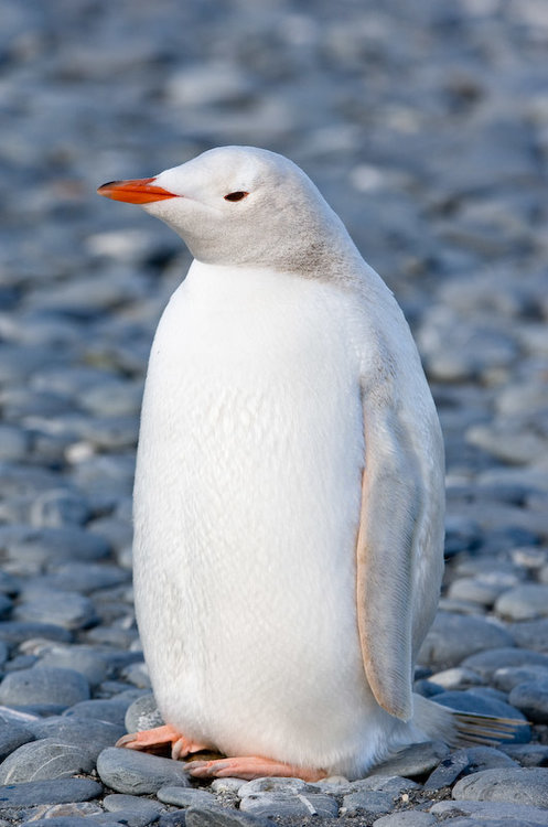 penguinwhite.thumb.jpg.b7e364d7589c70781680a58ad7c7416e.jpg