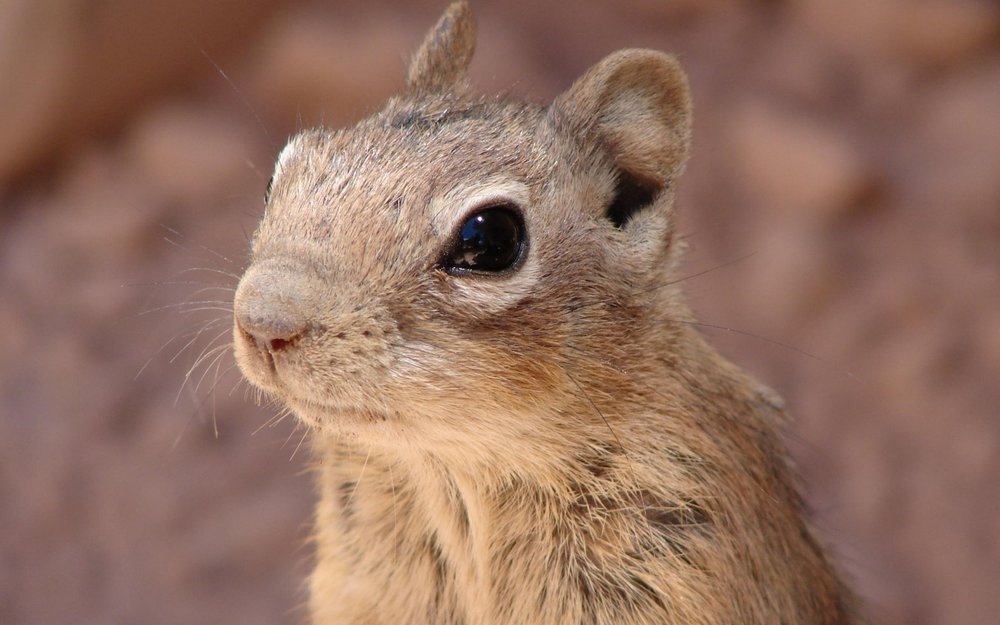 rodent_gopher_chipmunk_face_29396_1920x1200.thumb.jpg.4a69808b8e9b95a38cee165e44f85b22.jpg