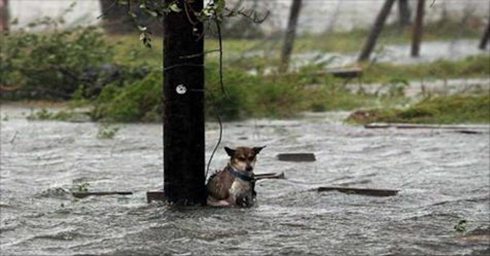 tied-abandoned-dog-flood-texans.thumb.png.8c24301e323a999b1b9a3a8e2e2e7d14.png
