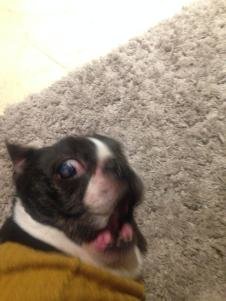 22090618_alfie1.jpg.c3a8114ab9b71420019b0f4004eb6abb.jpg