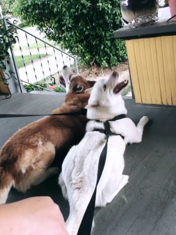 2dug.png