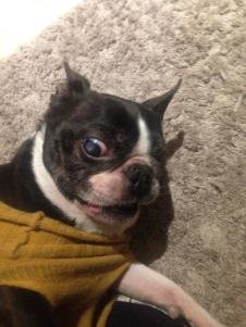 957824657_alfie2.jpg.a4d3b61381627013e65d620e446b0b8c.jpg