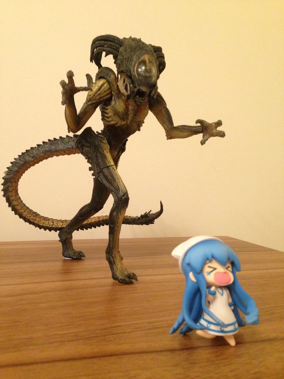 ika RUN.jpg