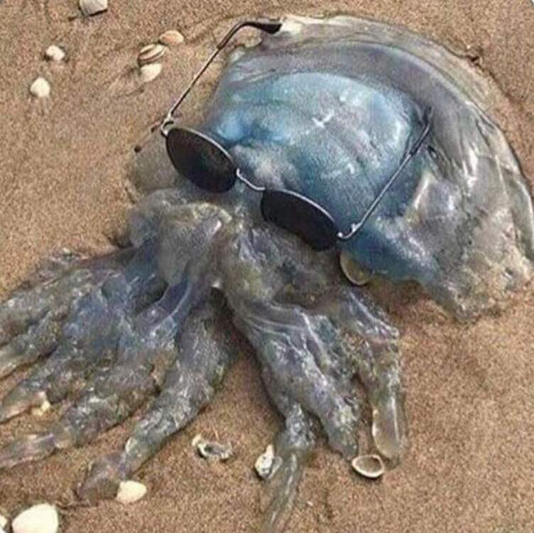 krakken.jpg